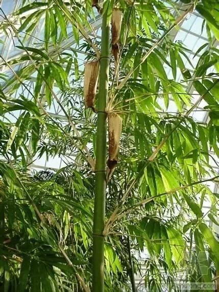 叢生竹|竹類植物介紹